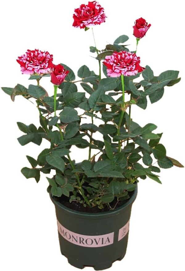 Rose Plants Live Ready to Plant Outdoors Seedlings,Dark Red Stripes Rose Bush,Multi Colours Rose Hedging,Home Garden Yard Decor Blooms,Easy Planting (1 Plant ,No Pot Include)