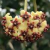 Hoya Kerrii with Heartshape Leaves Live Hoya Plant Great Gift for Mothers and Loved Ones Sweetheart Hoya Live Plant (Hoya Kerrii in 4" Pot, 7-10 Leaves Plant) - Image 3