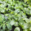 Green Jalapeno Pepper Plant - Three (3) Live Plants - Each 75 Days Old - Not in Pots - Hot Pepper Range between 2,500 and 8,000 SHU for Planting in Your Organic Garden - Image 3