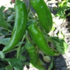Anaheim Pepper Plant- Two (2) Live Plants – Not Seeds – in 3.5 Inch Pots - Image 2