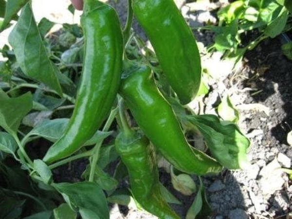 Anaheim Pepper Plant- Two (2) Live Plants – Not Seeds – in 3.5 Inch Pots - Image 2