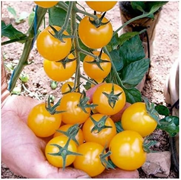 Seeds Indoor Yellow Tomato Heirloom Vegetable for Planting Non GMO - Image 7