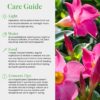 Live Pink Dipladenia Mandevilla Plant with Colorful Flowers, Plant Pot for Home and Garden Decor, 6" Pot - Image 5