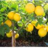 Dwarf Lemon Bonsai Tree Seeds, 20 Seeds,Grow a Delicious Fruit Bearing Bonsai Tree - Ships from Iowa. - Image 3