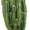 Fairy Castle Cactus - Live Plant in a 3 Inch Pot - Cereus Tetragonus - Beautiful Indoor Outdoor Cacti Succulent Houseplant