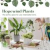 Lemon Lime Prayer Plant, Lemon Lime Maranta, Live Indoor Plant, Easy to Care and Rare Variety 4 Inch Pot - - Image 8
