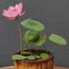 12+ Pcs Bonsai Bowl Lotus Seeds, Water Lily Flower Plant Seed Flowering Aquatic Fresh Garden Seeds for Pond Home Planting Ornamental(Mixed Color) - Image 4