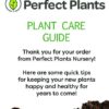 Peach Drift Rose Live Plant, 1 Gallon, Includes Care Guide - Image 3