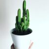 Fairy Castle Cactus - Live Plant in a 3 Inch Pot - Cereus Tetragonus - Beautiful Indoor Outdoor Cacti Succulent Houseplant - Image 5
