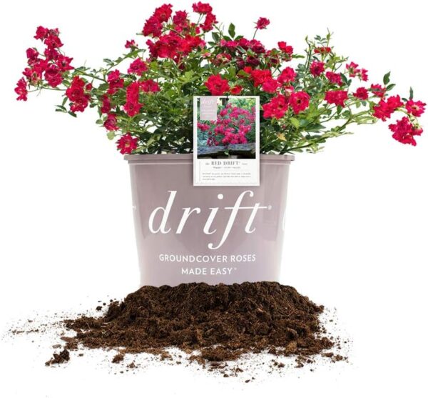 Red Drift Rose Live Plant, 1 Gallon, Dark Green