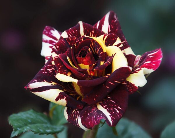 Rose Plants Live Ready to Plant Outdoors Seedlings,Dark Red Stripes Rose Bush,Multi Colours Rose Hedging,Home Garden Yard Decor Blooms,Easy Planting (1 Plant ,No Pot Include) - Image 3