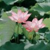 12+ Pcs Bonsai Bowl Lotus Seeds, Water Lily Flower Plant Seed Flowering Aquatic Fresh Garden Seeds for Pond Home Planting Ornamental(Mixed Color) - Image 5