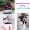 12PCS Purple Shamrocks Bulbs Good Luck Plant, Purple Oxalis Bulbs for Planting Grows Indoor or Outdoor, Oxalis Triangularis Bulbs the Novice Gardener'S Choice - Image 5