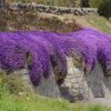 250 Aubrieta Seeds - Cascade Purple Flower Seeds, Perennial, Deer Resistant ! - Image 3