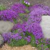 250 Aubrieta Seeds - Cascade Purple Flower Seeds, Perennial, Deer Resistant ! - Image 2