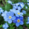 Forget Me Not Seeds - 5000 Seeds for Ground Cover for Tulips and Other Bulbs - Image 2
