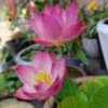 12+ Pcs Bonsai Bowl Lotus Seeds, Water Lily Flower Plant Seed Flowering Aquatic Fresh Garden Seeds for Pond Home Planting Ornamental(Mixed Color) - Image 7