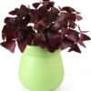 12PCS Purple Shamrocks Bulbs Good Luck Plant, Purple Oxalis Bulbs for Planting Grows Indoor or Outdoor, Oxalis Triangularis Bulbs the Novice Gardener'S Choice - Image 3