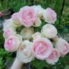 Eden Climber® Rose Plant - Climbing Pink Rose Bush, Own Root Rose Plants for Planting Outdoors - Image 7