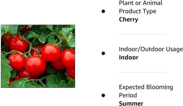 250 Cherry Tomato Seeds Large | Non-Gmo | Fresh Garden Seeds - Image 2