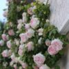 Eden Climber® Rose Plant - Climbing Pink Rose Bush, Own Root Rose Plants for Planting Outdoors - Image 6