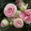 Eden Climber® Rose Plant - Climbing Pink Rose Bush, Own Root Rose Plants for Planting Outdoors - Image 9