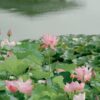 12+ Pcs Bonsai Bowl Lotus Seeds, Water Lily Flower Plant Seed Flowering Aquatic Fresh Garden Seeds for Pond Home Planting Ornamental(Mixed Color) - Image 8
