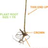 Garden State Bulb Jersey Blueberry, Live Bare Root, Non-Gmo (Bag of 2) - Image 3