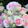 Eden Climber® Rose Plant - Climbing Pink Rose Bush, Own Root Rose Plants for Planting Outdoors - Image 8