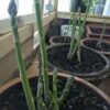 10 Roots Washington Asparagus Bare Living Seedling Plants - Passion in the Garden Green Spears Tipped Vegetable for Home and Garden Planting - Image 5