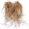 10 Roots Washington Asparagus Bare Living Seedling Plants - Passion in the Garden Green Spears Tipped Vegetable for Home and Garden Planting - Image 3