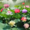 12+ Pcs Bonsai Bowl Lotus Seeds, Water Lily Flower Plant Seed Flowering Aquatic Fresh Garden Seeds for Pond Home Planting Ornamental(Mixed Color) - Image 3