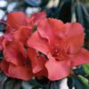Live Encore Azalea Autumn Embers in 3 Gallon Pot | Red Flowering Bushes Ready to Plant | Reblooming and Pollinator Attracting Azalea Shrubs - Image 5