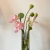 12+ Pcs Bonsai Bowl Lotus Seeds, Water Lily Flower Plant Seed Flowering Aquatic Fresh Garden Seeds for Pond Home Planting Ornamental(Mixed Color) - Image 6
