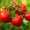 Husky Cherry Red Tomato Live Vegetable Plants - 4 Pack, Non-Gmo, Bite Sized, Disease Resistant - Image 3