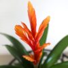 Just Add Ice JA5100 Live Orange Bromeliad Plant for Indoors in Ivo Jute Pottery, Long-Lasting Tropical Flower, Easy to Grow Gift for Wife, Mom, Bright Home Décor Houseplant, 5" Diameter, 16" Tall - Image 3