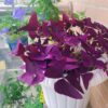 12PCS Purple Shamrocks Bulbs Good Luck Plant, Purple Oxalis Bulbs for Planting Grows Indoor or Outdoor, Oxalis Triangularis Bulbs the Novice Gardener'S Choice - Image 6