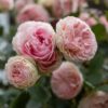 Eden Climber® Rose Plant - Climbing Pink Rose Bush, Own Root Rose Plants for Planting Outdoors - Image 5