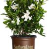 Jubilation Gardenia, 2.5 Quart, White Fragrant Blooms and Glossy Green Foliage