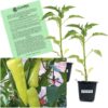 Sweet Banana Pepper Plant – Two (2) Live Plants – Not Seeds – Each 4" to 7" Tall- in 3.5 Inch Pots