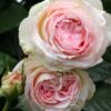 Eden Climber® Rose Plant - Climbing Pink Rose Bush, Own Root Rose Plants for Planting Outdoors - Image 3