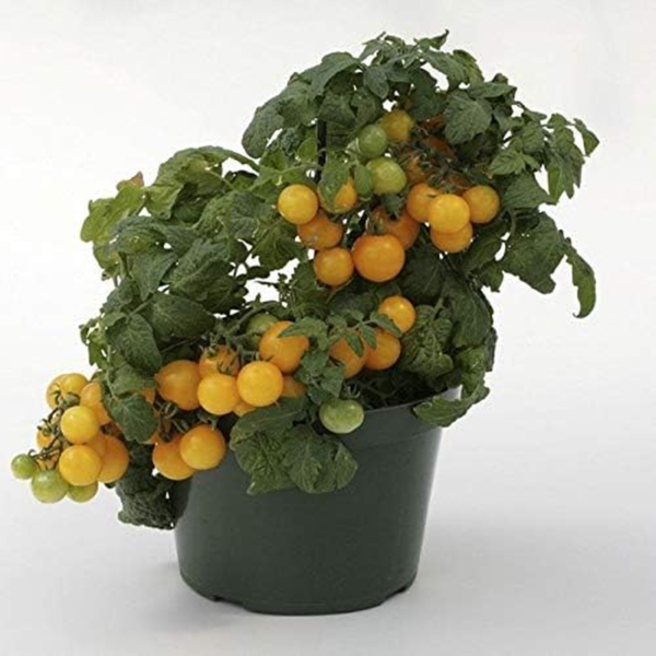 Seeds Indoor Yellow Tomato Heirloom Vegetable for Planting Non GMO - Image 5