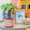 Money Tree, Small, Easy to Grow Live Indoor Bonsai Plant, Live Houseplant in Plant Pot, Valentine'S Day Gift, Birthday, Housewarming, Plant Shelf or Feng Shui Room Decor, 10-Inches Tall - Image 3