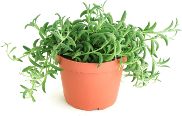 String of Bananas Hanging Succulent, Senecio Radicans, Fully Rooted Live 4" Succulent Plant, Low Maintenance Indoor Plant, Trailing Succulents, Gift & Garden - Image 2