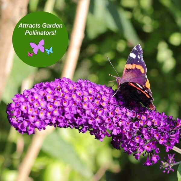 Nanho Butterfly Bush Fast Growing Extraordinary Bright Purple Flowers, 3 Gal, Low Maintenance - Image 4