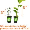 Longevity Spinach Live Plant - Gynura Procumbens -  Nutrient-Rich Live Vegetable Plants - Vibrant & Healthy Plants, Easy to Grow & Maintain - Ideal for Outdoor & Indoor Planting - Image 3