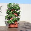 5 Tier Tower Stackable Planter, Strawberry Planter, Vertical Gardening Indoor/Outdoor Planters, Herb Planter for Growing Flowers, Vegetables and Succulents (Brick Red) - Image 8