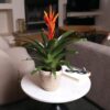 Just Add Ice JA5100 Live Orange Bromeliad Plant for Indoors in Ivo Jute Pottery, Long-Lasting Tropical Flower, Easy to Grow Gift for Wife, Mom, Bright Home Décor Houseplant, 5" Diameter, 16" Tall - Image 4