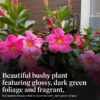 Live Pink Dipladenia Mandevilla Plant with Colorful Flowers, Plant Pot for Home and Garden Decor, 6" Pot - Image 3