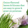 Onion Chives - 4 Pack Live Plants, Perennial in Zones 3 - 10, Non-Gmo, Great for Salads, Soups, Potatoes & More - Image 3